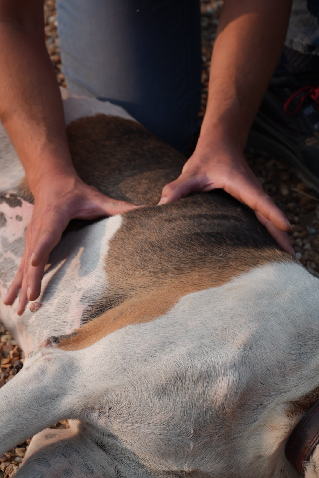 Ostéopathie animale - praticien avec cheval