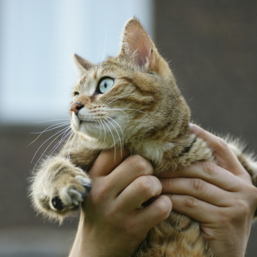 Formation théorique ostéopathie animale