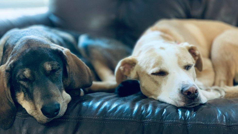 Formation pratique ostéopathie animale